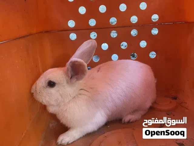 ارنب بلدي شغال مية بلمية