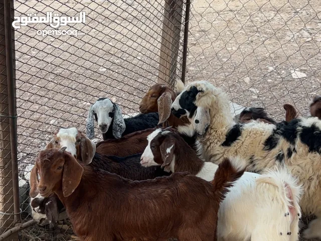 ذبايح فول سمنه للبيع