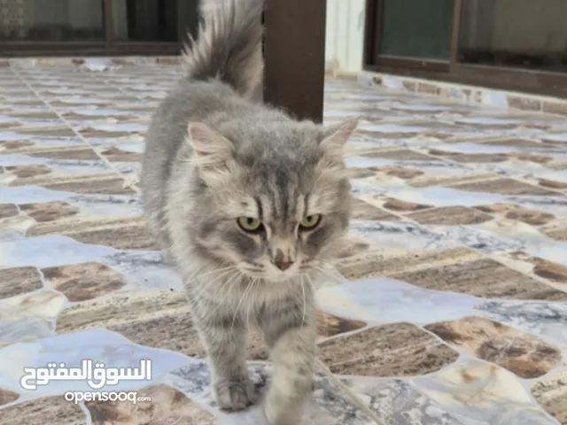 قط للتبني- ذكر
