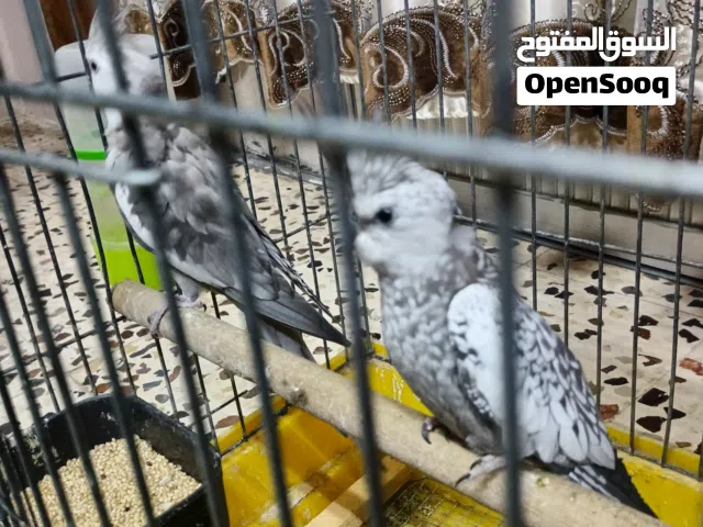 جوز كوكتيل للبيع وايت فيس منتج والطيرة اليفة