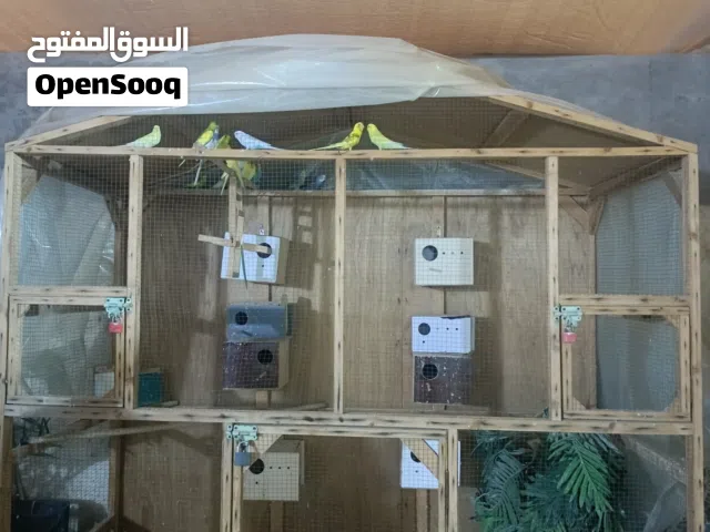 فقص طيور الحب كامل