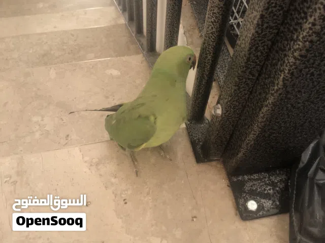 ببغاء دره لاخضر الهندي