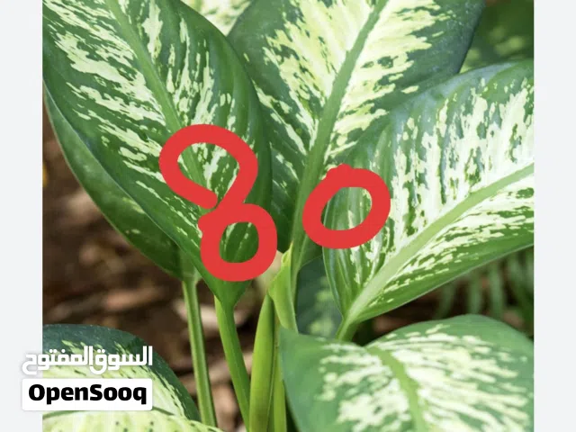 Indoor plant’s and items for sale in Alain