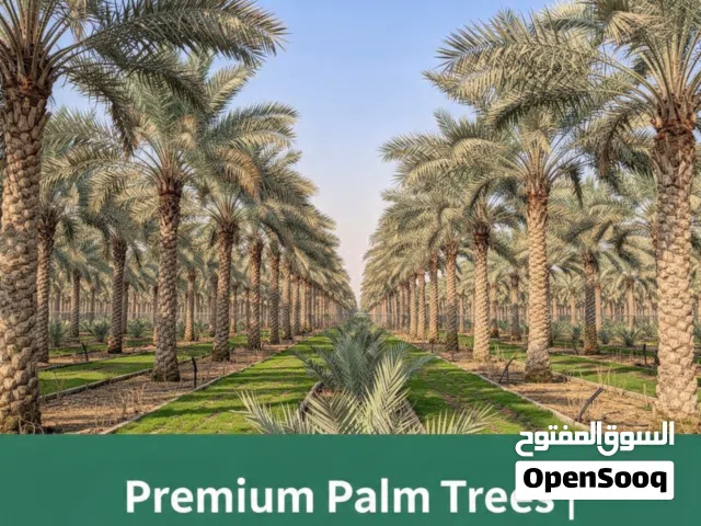 Palm tree sell