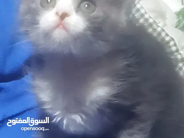 قطه صغيره بيرتيش 45 يوم بابو ظبى