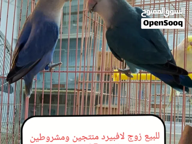 للبيع مجموعة ازواج لافبيرد منتجين حجم وصحه ممتازه