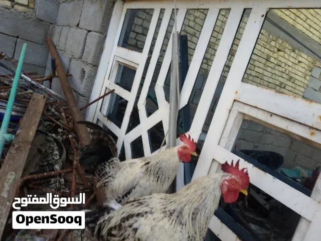 دجاج عرب دندراوي