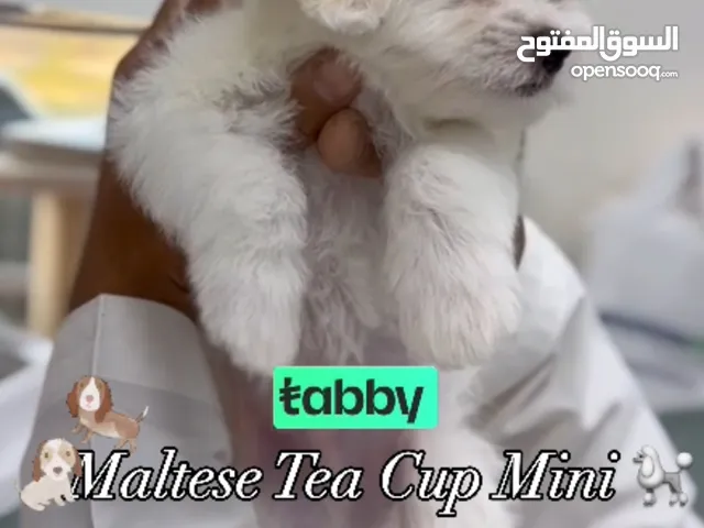 Maltese T cup