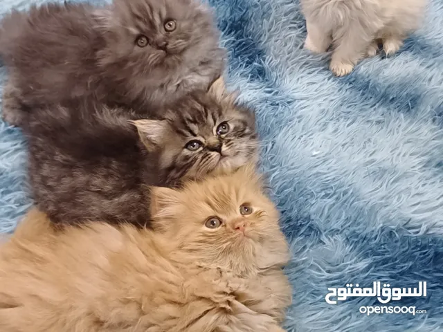 قطط مكس شانشيلا وهمالايا
