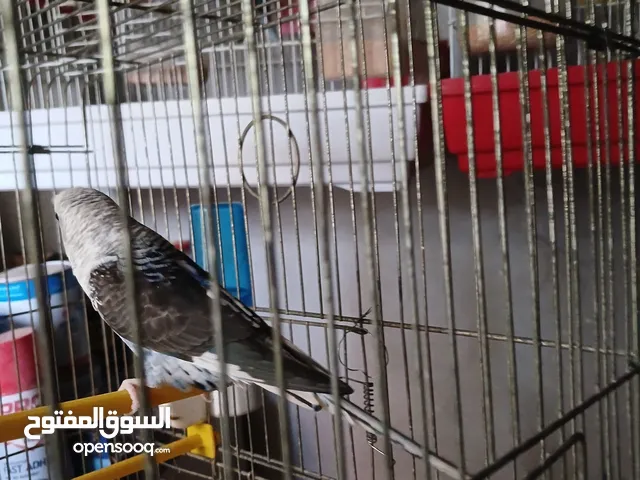 كوبيه بلاك ونج