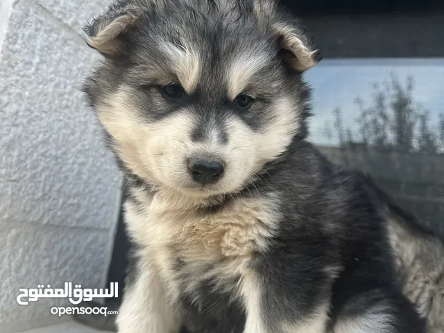 جراء هاسكي مالموت جاينت بيور عظم عريض شعر طويل
