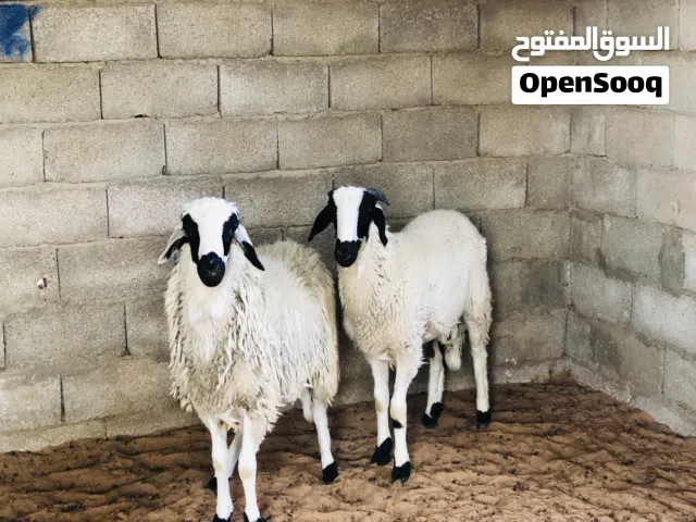 السلام عليكم زوز خرفان لبيع