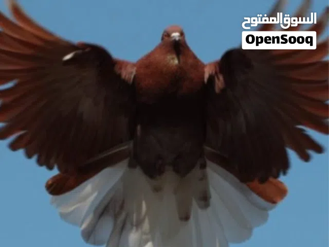 ما شاء الله متاح انتاج نيكولا / .اقرأ الوصف