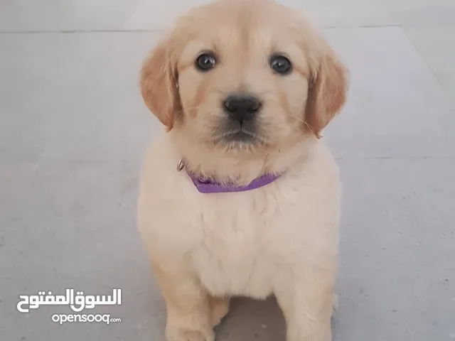 جولدن رتيفر
