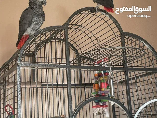 Home trained parrots