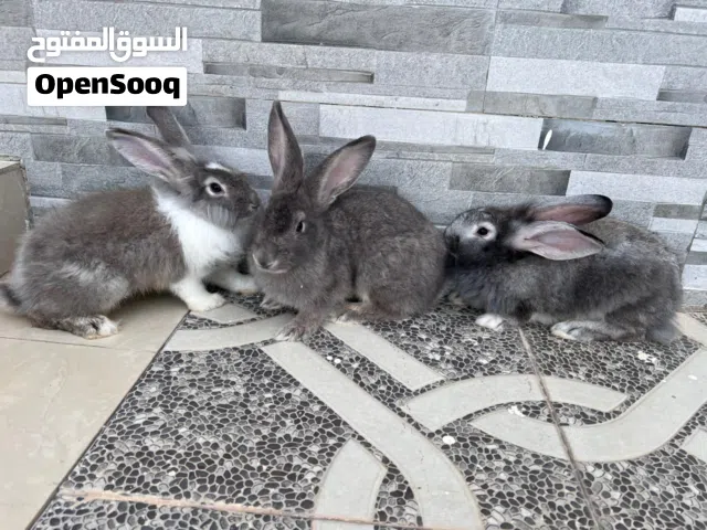 ارانب هولنديات