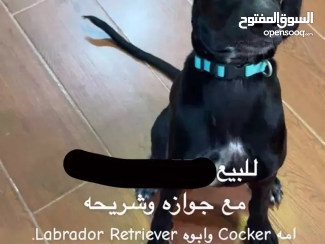 الكلب عنده جواز و شريحه ف طوق سعر 3000 قابل ل تفاوض