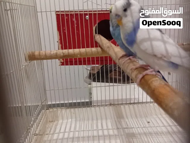 زوج بادجي منتج