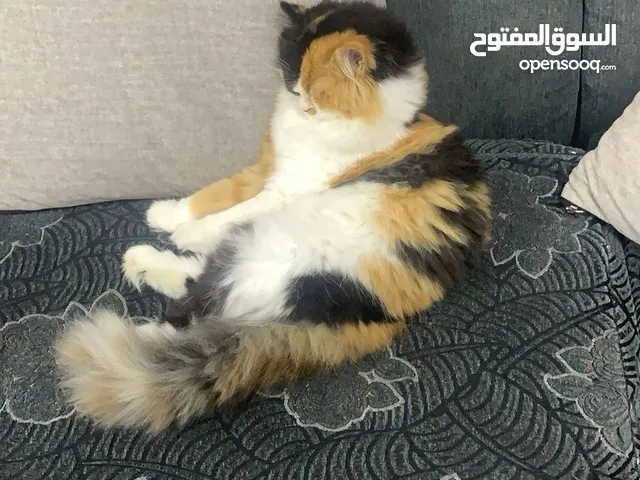قطط للتبني