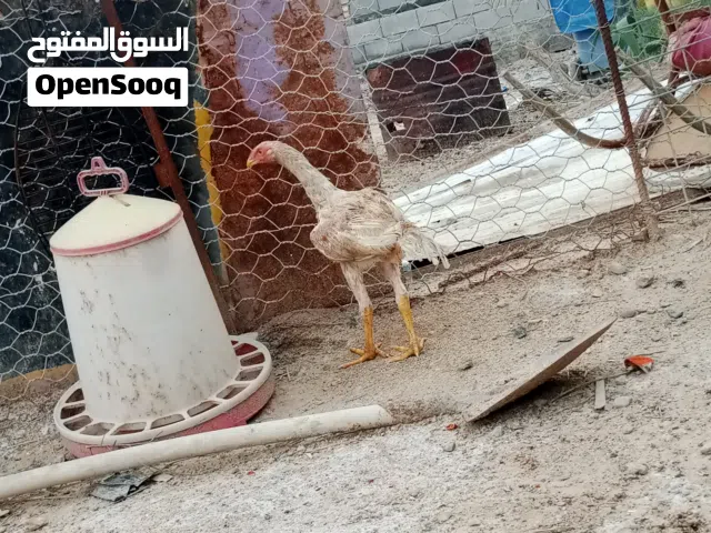 دجاج هندي مخاليف