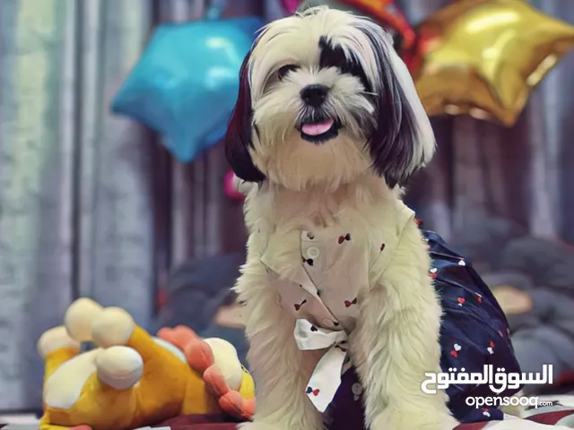 Rescue mother Dog & her puppies are up for adoption
