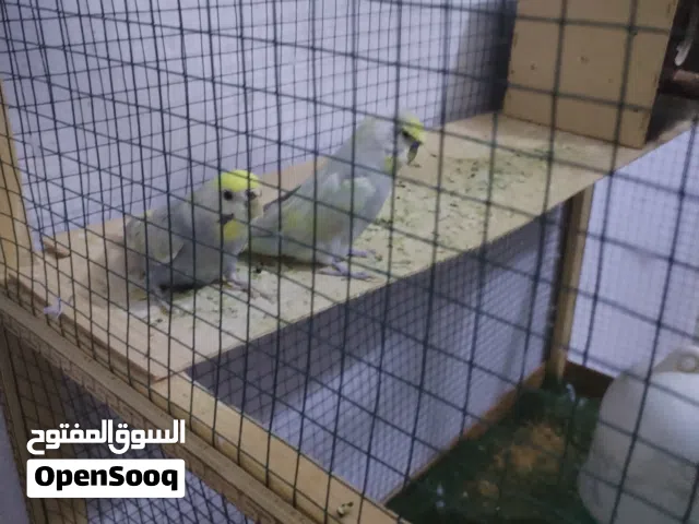 طيور الحب ريمبو للبيع الفحل كرست