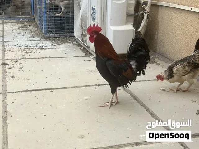 ديوجه للبيع