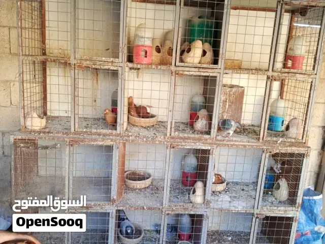 قنون حدي د للبيع كل قن 6عيون يعني  سعر 30 ت اوللبدل على عصافير كناري