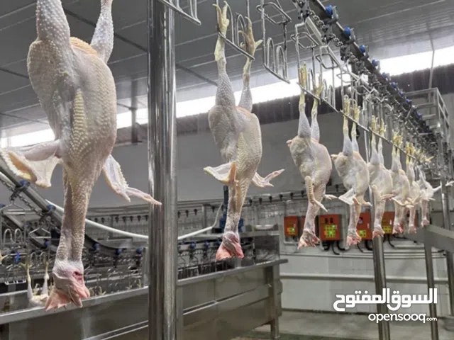 مطلوب مسلخ دواجن للإيجار