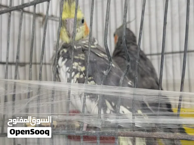 طيره كوكتيل ايزابيل