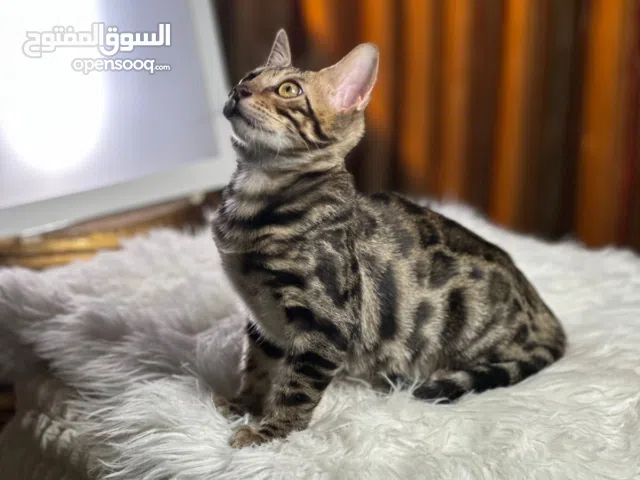 Pure Bengal Keaten