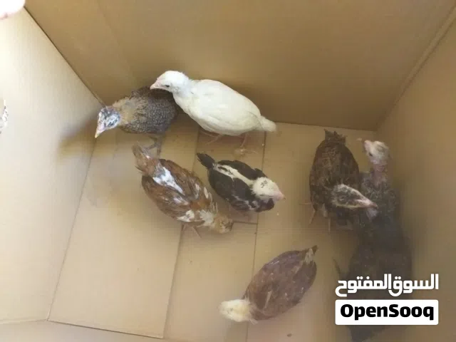 إفراخ عرب اصلي العمر من 45الى50يوم العدد8 ديج واحد ولباقي دجاج كفالة عنواني شط العرب كباسي