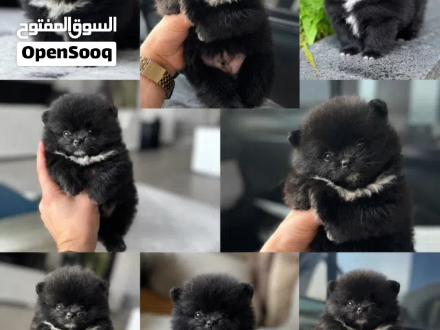 Pomeranian t_cup