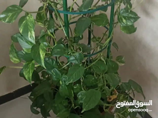 Plants That Live inside