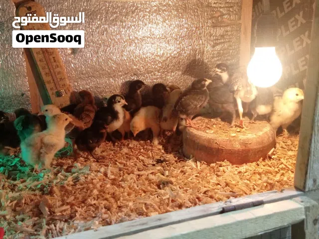 صيصان بلدي البزرة القديمه وبراهما بف سوبر جامبو صحه ونظافه بالصلاة على النبي