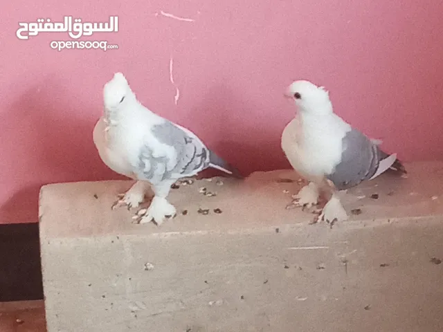 حمام ستلايت للبيع. زوجين شرط بزارات