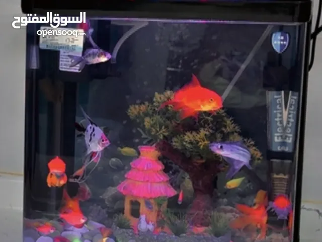 حوض اسماك كامل اقرة الوصف