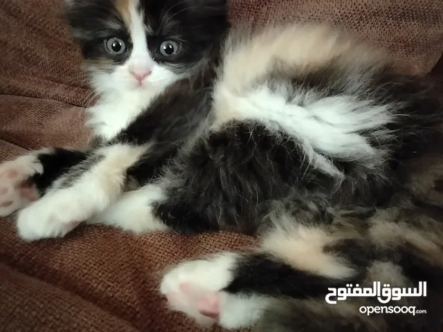 6 قطط للبيع الام وأطفالها عمر الام سنه وشهرين والأطفال شهر ونصف