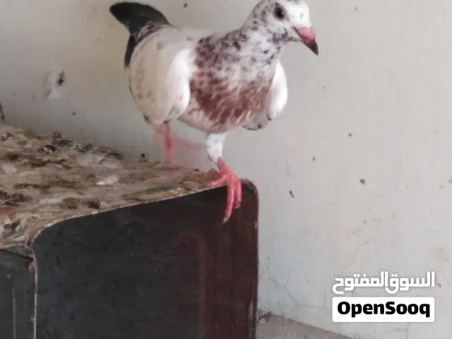 للبيع زاجل كرزلي