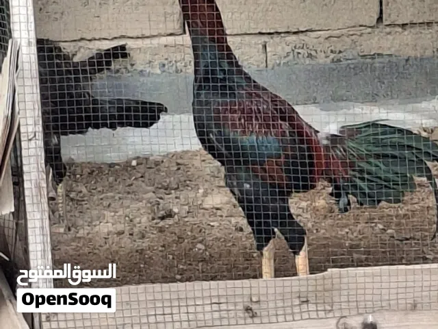 دجاج هندي للبيع ديج ودجاجتين  بي مجال