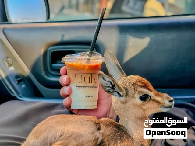 غزلان الريم متوفر جميع الغزلان والأعمار متوفرة السعر شامل التوصيل