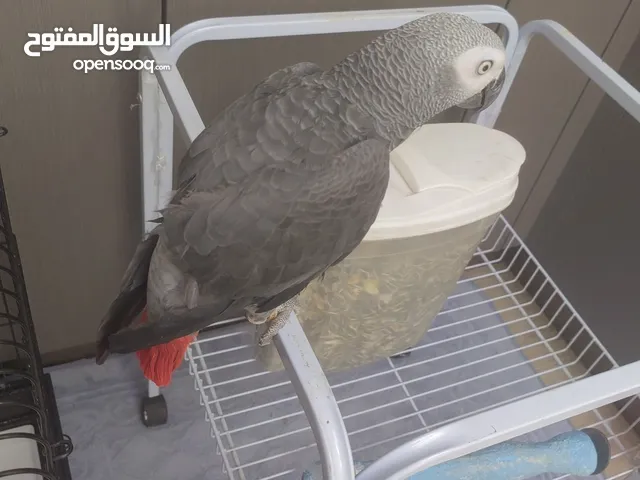 كاسكو ، تربية منازل و اليف جدا
