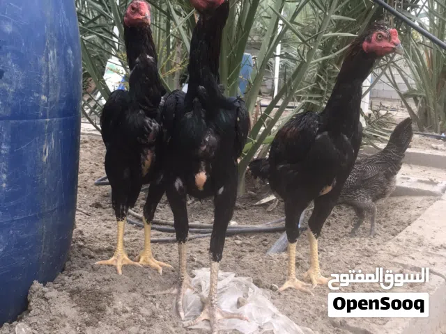 مخاليف هراتي العمر 5 اشهر