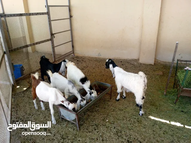 تيوس وجفار للبيع