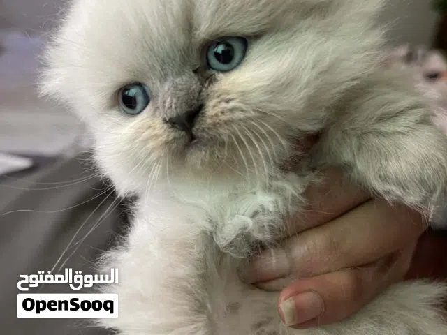 اربع قطط شانشيلا