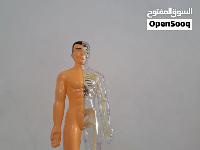 مجسم هيكل جسم الانسان