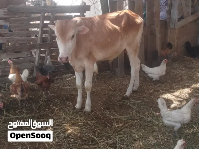 عجل للبيع عمره عشرة شهور