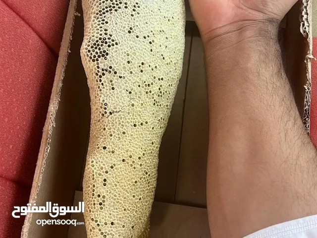 عسل ابو طويق كيلو ونصف