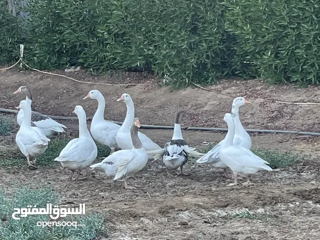 للبيع اوز كندي