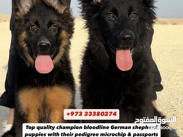 Top quality German shepherd puppies يراوه جيرمن شيبرد مستوى عالي